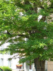 Sauver l'acacia boulevard Diderot