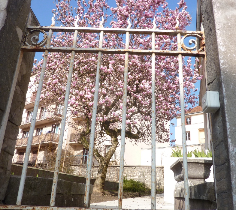 magnolia rue de la Rotonde mars 2016