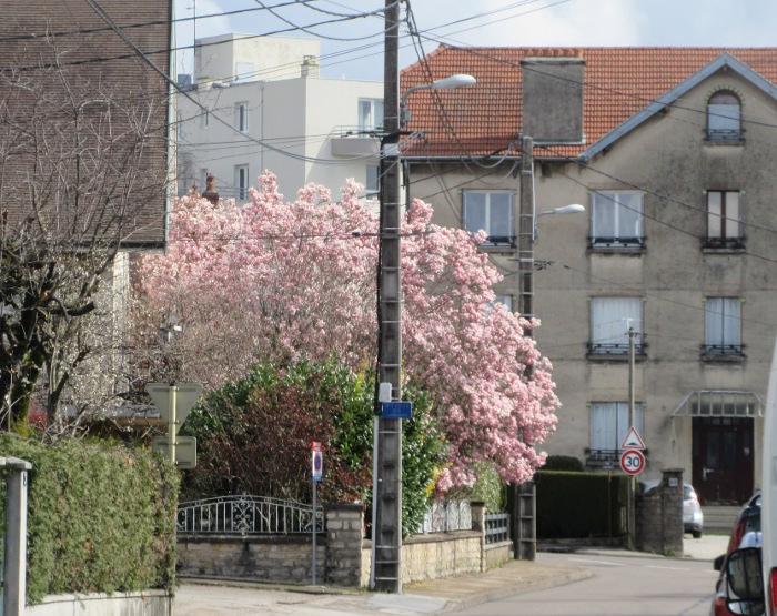 magnolia rue Ledoux