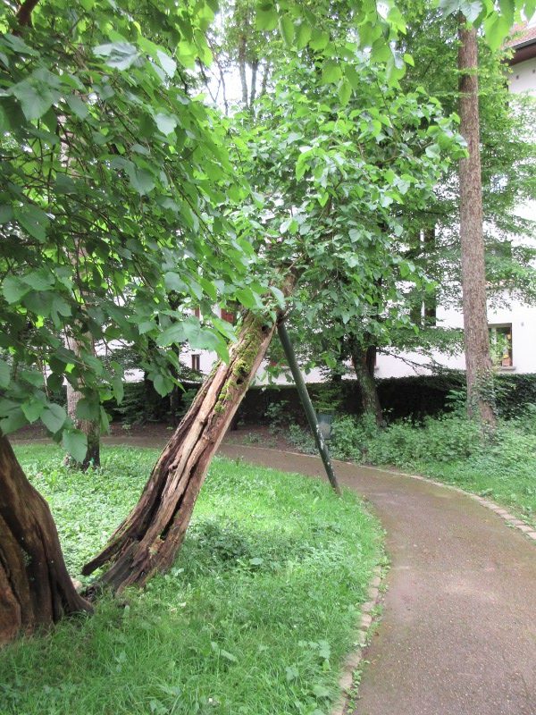 parc des Chaprais arbre fendu
