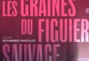 graines de figuier sauvage