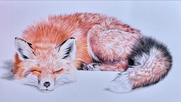 dessin animalier de Abigail Frantz